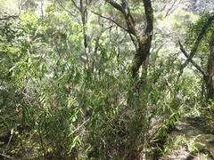 Veronica ligustrifolia