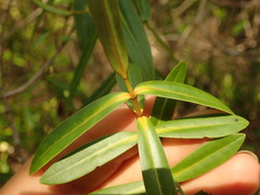 Veronica ligustrifolia