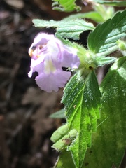 Galeopsis ladanum