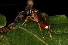 Diapetimorpha