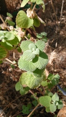 Pseudodictamnus hirsutus