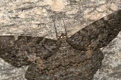 Amblychia pardicelata