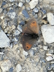 Erebia tyndarus