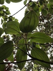 Miconia subseriata