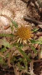 Carlina corymbosa