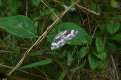Epirrhoe rivata