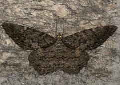 Amblychia pardicelata