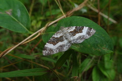 Epirrhoe rivata