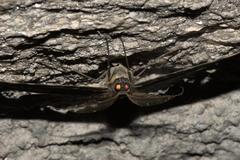 Amblychia pardicelata