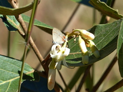 Calycopis lerbela
