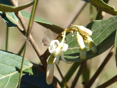 Calycopis lerbela