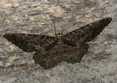 Amblychia pardicelata