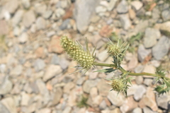 Eryngium duriaei