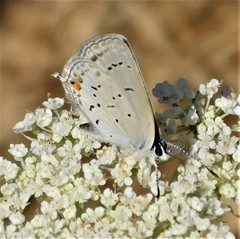 Cupido amyntula