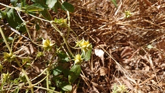 Clematis campaniflora