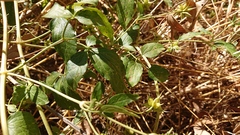 Clematis campaniflora