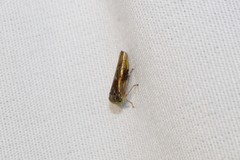 Idiocerus stigmaticalis