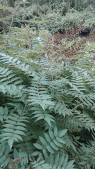 Sorbaria