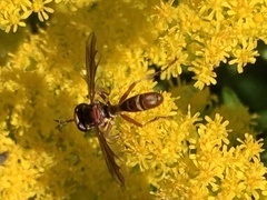 Physocephala texana