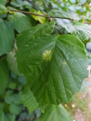 Erysiphe corylacearum