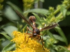 Physocephala texana