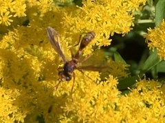 Physocephala texana