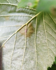 Erysiphe corylacearum