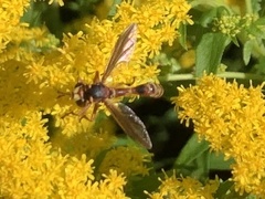 Physocephala texana