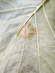 Erysiphe corylacearum