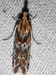 Ancylosis cinnamomella