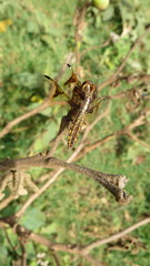 Palpopleura