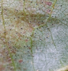 Erysiphe corylacearum