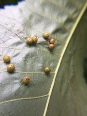 Caryomyia tuberculata