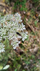 Cheilosia albitarsis