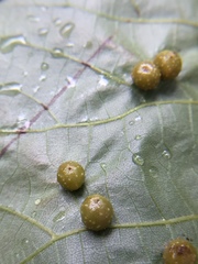 Caryomyia tuberculata