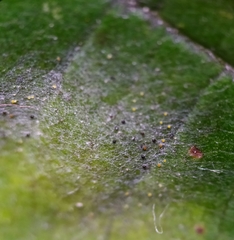 Erysiphe corylacearum