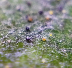 Erysiphe corylacearum