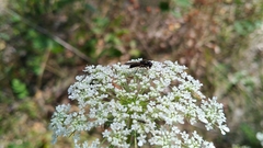 Cheilosia albitarsis