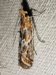 Ancylosis cinnamomella