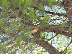 Serinus canaria domesticus