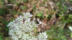 Cheilosia albitarsis