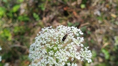 Cheilosia albitarsis