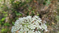 Cheilosia albitarsis