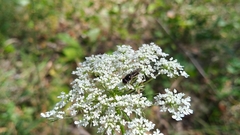 Cheilosia albitarsis