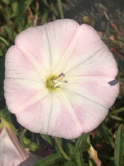 Convolvulus arvensis