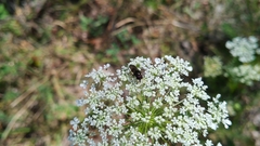 Cheilosia albitarsis