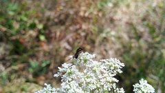 Cheilosia albitarsis