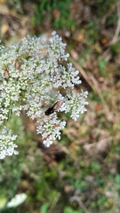 Cheilosia albitarsis