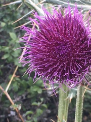 Cirsium eriophorum