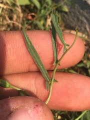 Convolvulus arvensis